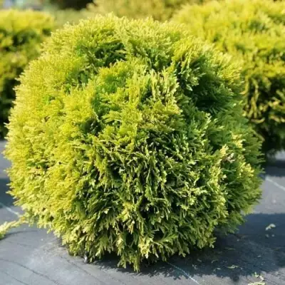 Туя ДАВИД западная в Пинске