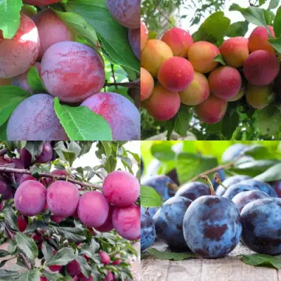 Комплект СЛИВОВЫЙ САД в Пинске