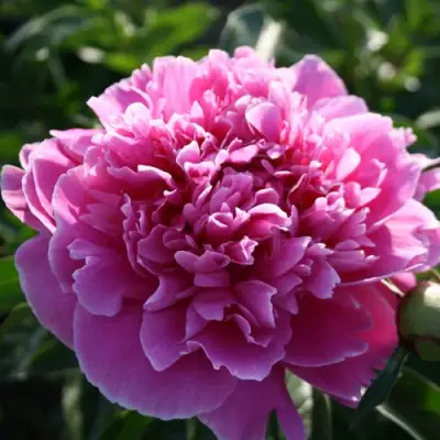 Пион ГОЛУБАЯ ХРИЗАНТЕМА травянистый в Пинске