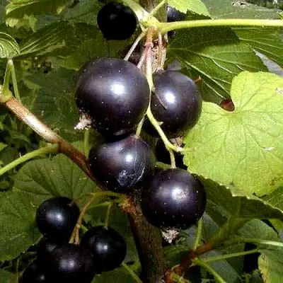 Смородина чёрная БИНАР в Пинске