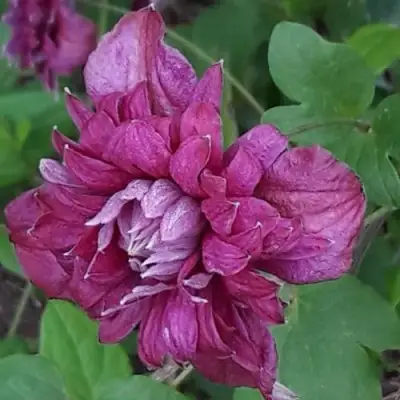 Клематис ПУРПУРЕА ПЛЕНА ЭЛЕГАНС в Пинске