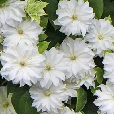 Клематис МАРИЯ СКЛОДОВСКАЯ-КЮРИ в Пинске