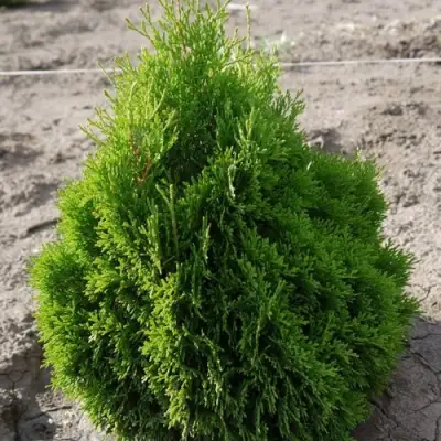 Туя МИКИ западная в Пинске