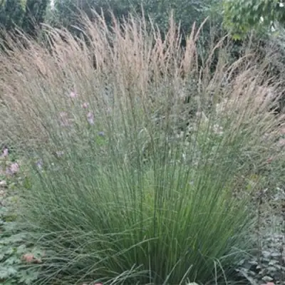 Молиния ХАЙДЕБРАУТ голубая в Пинске