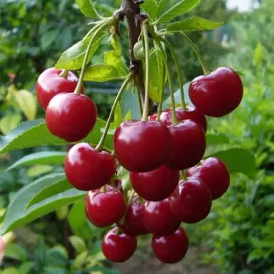 Вишня ВЯНОК в Пинске