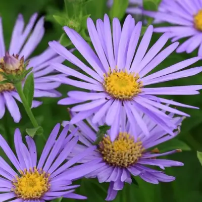 Астра ЛЕДИ ИН БЛЮ в Пинске