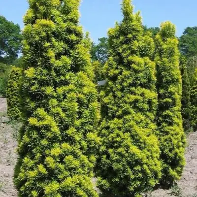 Тис ДАВИД ягодный в Пинске