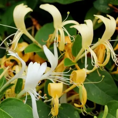 Жимолость ХАЛЛИАНА японская (Хелиана) в Пинске