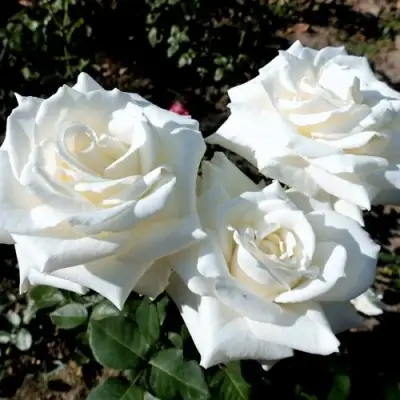 Роза БОИНГ чайно-гибридная в Пинске