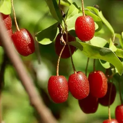 ГУМИ (ЛОХ МНОГОЦВЕТКОВЫЙ) в Пинске