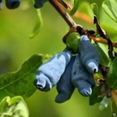 Жимолость съедобная ПУШКИНСКАЯ в Пинске