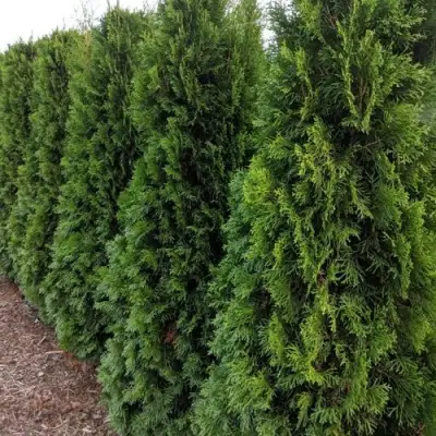 Туя ПИРАМИДАЛИС КОМПАКТА западная в Пинске