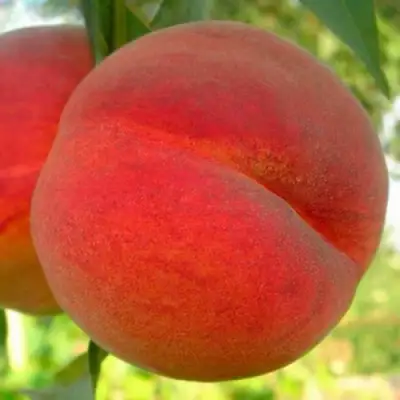 Персик МАЙСКИЙ ЦВЕТОК в Пинске