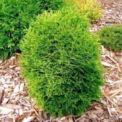 Туя ВОТЕРФИЛД западная в Пинске