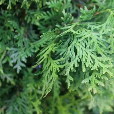 Туя ПИРАМИДАЛИС КОМПАКТА западная в Пинске