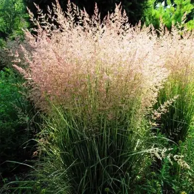 Молиния ФОНТЕЙН тростниковая в Пинске