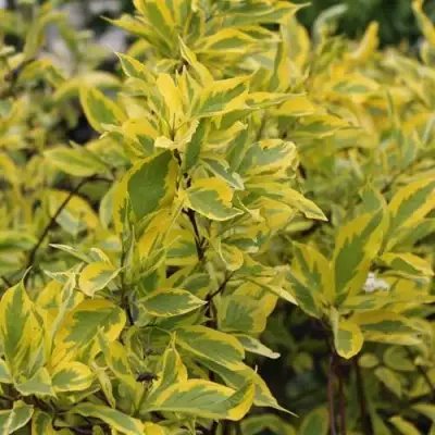 Дерен ШПЕТА белый в Пинске