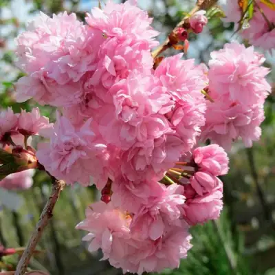 Сакура КИКУ ШИДАРЕ в Пинске