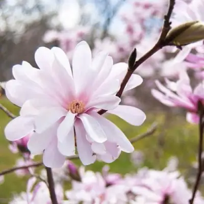 Магнолия РОЗЕЯ в Пинске