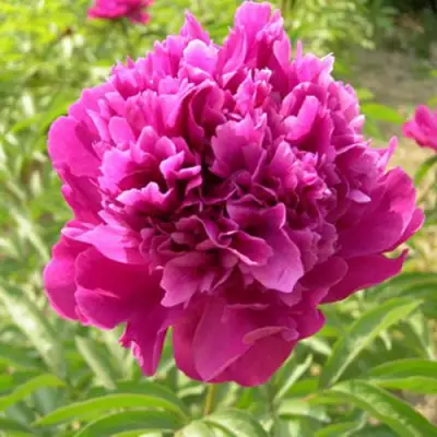 Пион КИТАЙСКИЙ ШЕЛК травянистый в Пинске