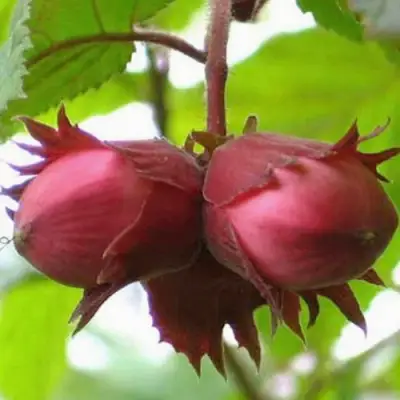 Фундук АЙВЕНГО в Пинске