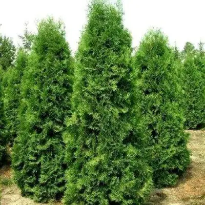 Туя ПИРАМИДАЛИС КОМПАКТА западная в Пинске