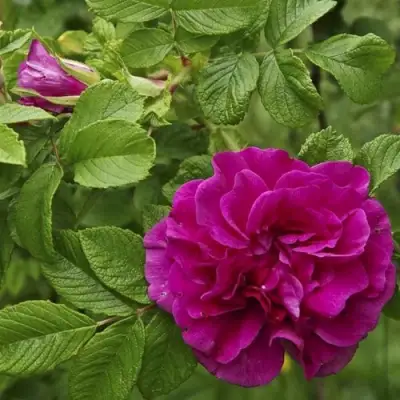 Шиповник ХАНСА в Пинске