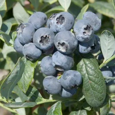 Голубика БРИГИТТА в Пинске