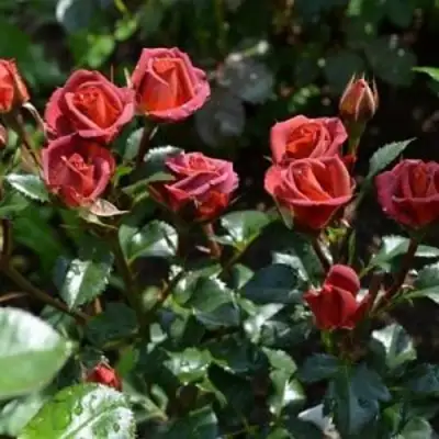 Роза ЧОКОЧИНО спрей в Пинске