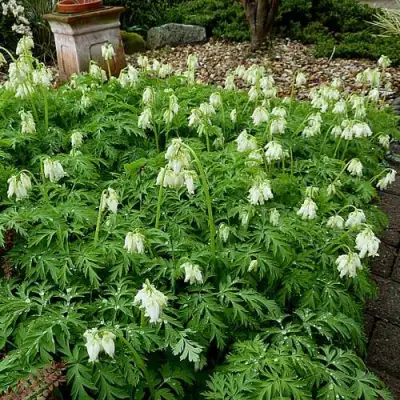 Дицентра красивая АВРОРА в Пинске