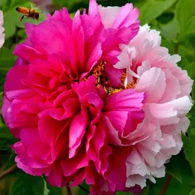 Пион ДВЕ СЕСТРЫ древовидный в Пинске