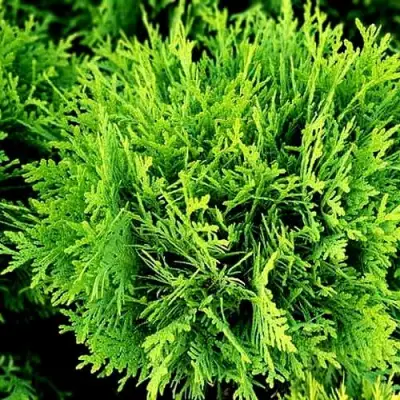 Туя ДАНИКА западная в Пинске