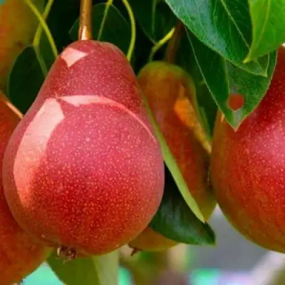 Груша ГЕРА в Пинске