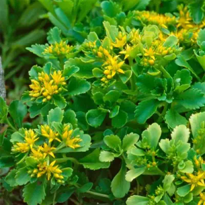 Очиток (седум) ИММЕРГРУН камчатский в Пинске