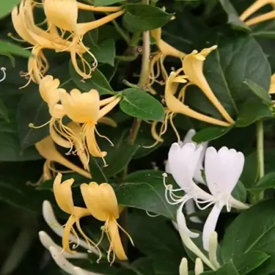 Жимолость ХАЛЛИАНА японская (Хелиана) в Пинске