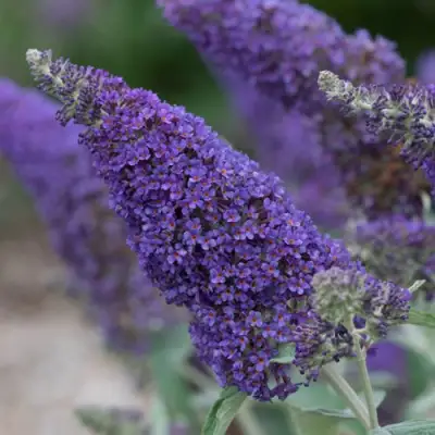 Буддлея НАНО ПЕРПЛ  в Пинске