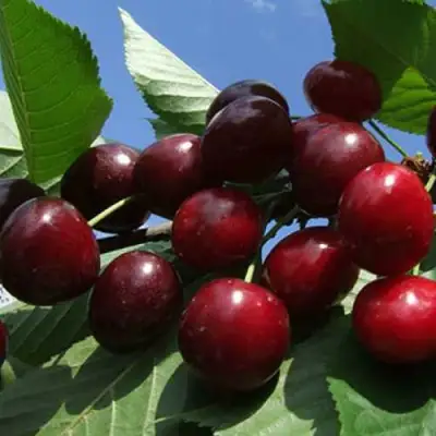 Черешня РЕВНА в Пинске