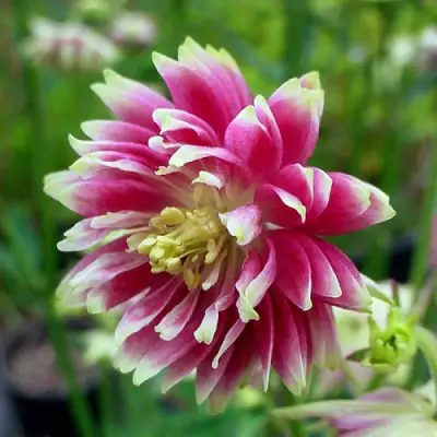 Аквилегия БАРЛОУ НОРА гибрид МакКаны в Пинске