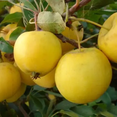 Яблоня УРАЛЬСКОЕ НАЛИВНОЕ в Пинске