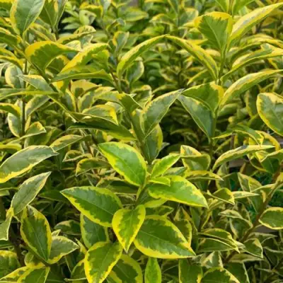 Бирючина АУРЕУМ овальнолистная в Пинске