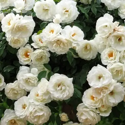 Роза АЙСБЕРГ флорибунда в Пинске