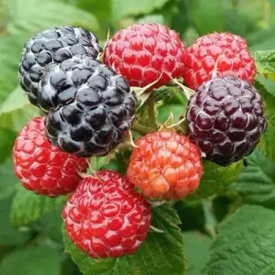 Малина БРИСТОЛЬ в Пинске