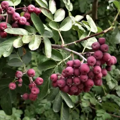 Рябина ДЕСЕРТНАЯ МИЧУРИНА сладкоплодная в Пинске