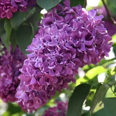 Сирень КАПИТАН ГАСТЕЛЛО в Пинске