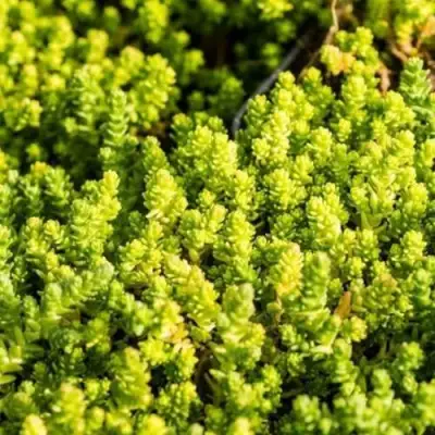 Очиток (седум) ЙЕЛЛОУ КВИН едкий в Пинске