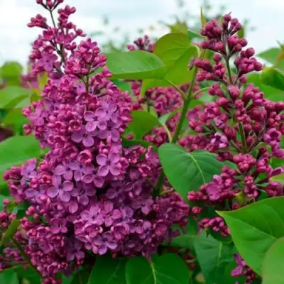 Сирень ЛЮДВИГ ШПЕТ в Пинске