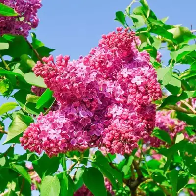 Сирень КРАСНАЯ МОСКВА в Пинске