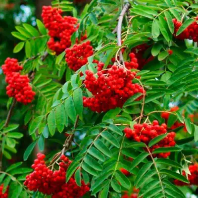 Рябина ПЛАКУЧАЯ сладкоплодная в Пинске