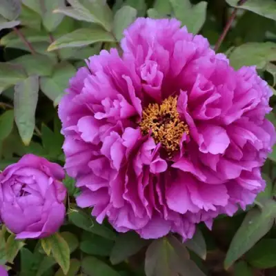 Пион ЛИЛОВАЯ ФАНТАЗИЯ древовидный в Пинске