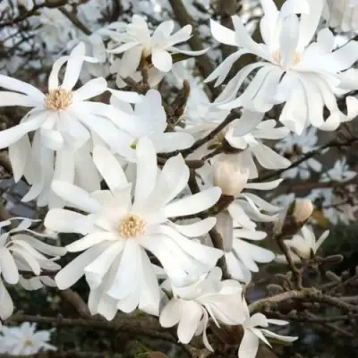 Магнолия РОЯЛ СТАР в Пинске